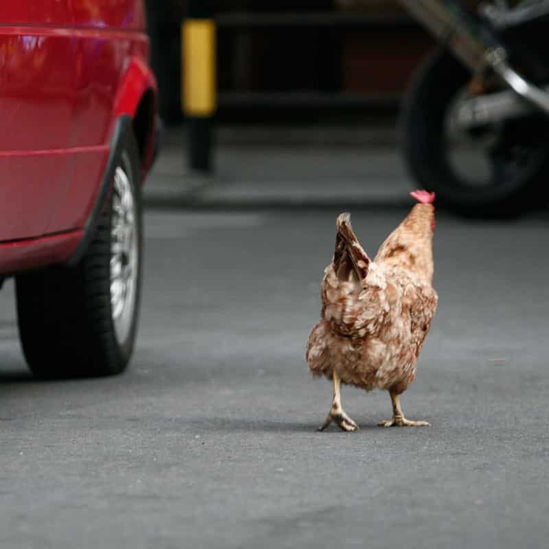 Street Chicken